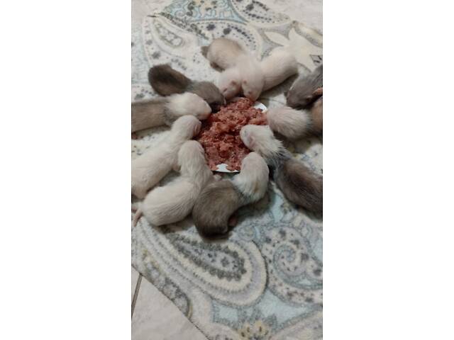 Малюки тхорів фредка - Фото 3