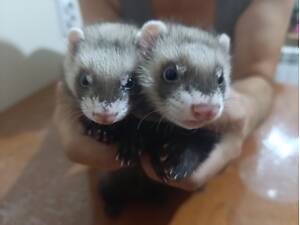 Тхори Фретки продаж