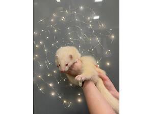 Тхорик альбінос, ручний тхір