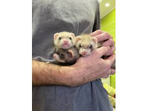 Тхорики ручні, тхір домашній