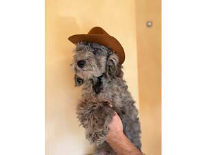 Той пудель грайливий цуценя.