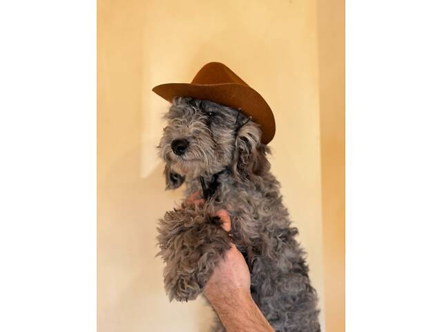 Той пудель грайливий цуцик - Фото 2