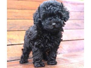 Той пудель хлопчик