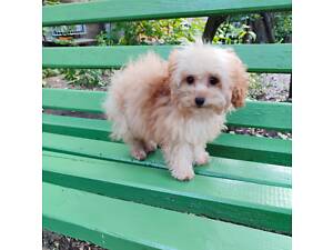 Тієї пудель дівчинка