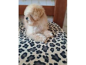 Той пудель хлопчик