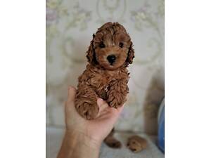 Той пудель мальчик