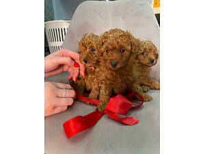 Той пудель. Неперевершений хлопчик