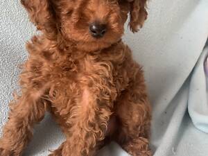 Той-пудель радість в дім