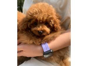 Той-пудель Red-Brown