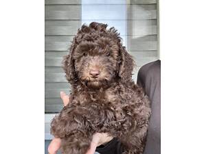 Той Пудель Собака