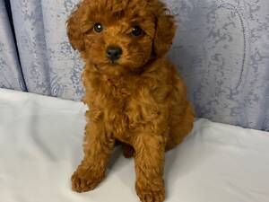 Той пудель тікап red Brawn