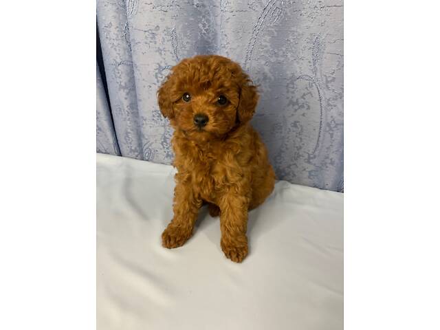 Той пудель тікап red Brawn - Фото 1