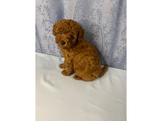 Той пудель тікап red Brawn - Фото 2