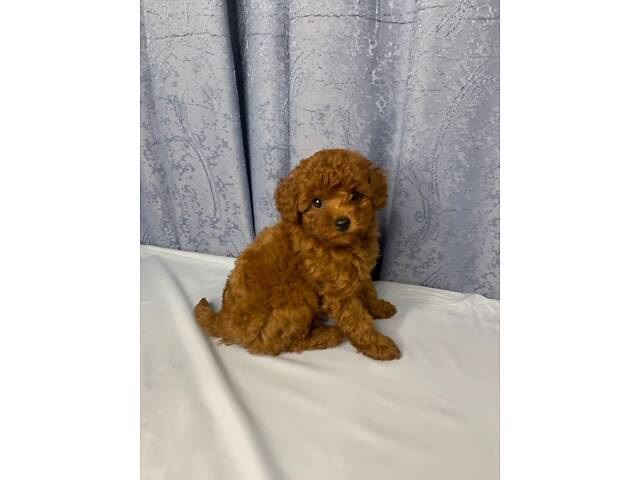 Той пудель тікап red Brawn - Фото 3