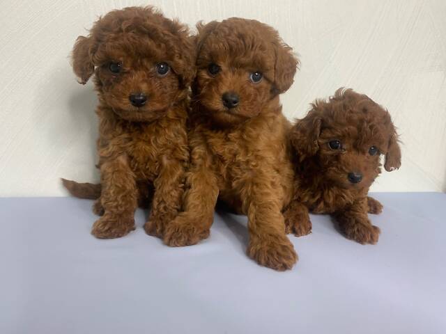 Той пудель тікап red Brawn - Фото 4