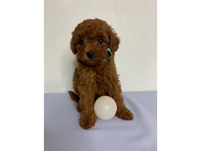 Той пудель тікап red Brawn - Фото 5