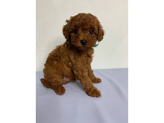 Той пудель тікап red Brawn - Фото 6