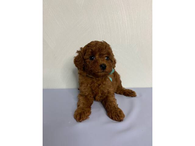 Той пудель тікап red Brawn - Фото 7