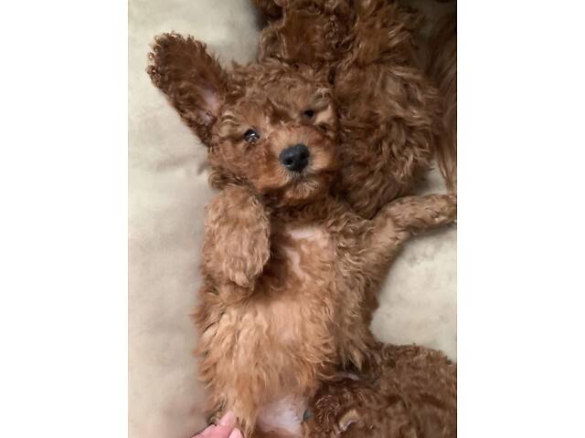 Той пудель. Цуценята. - Фото 1