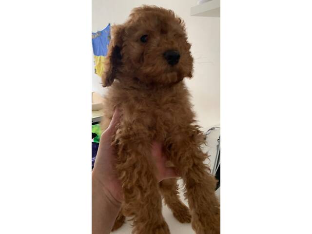 Той пудель. Цуценята. - Фото 2