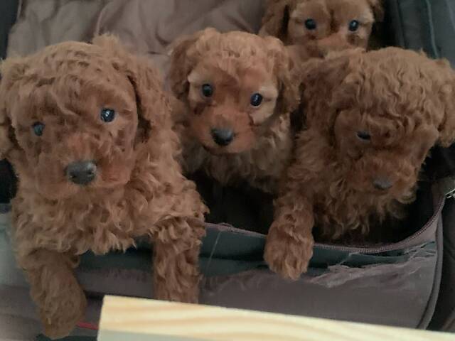 Той пудель. Цуценята. - Фото 3
