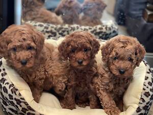 Ті пуделі хлопчики