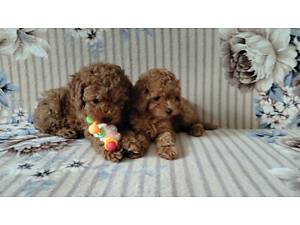 Той пуделя . Мають щеплення за віком.