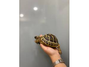 травоїдна черепаха Балканська, сухопутна черепаха та терраріуми