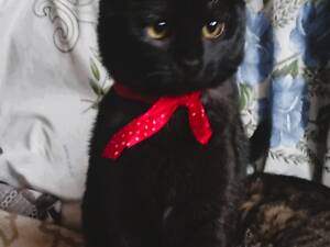 Кошенята в добрі руки