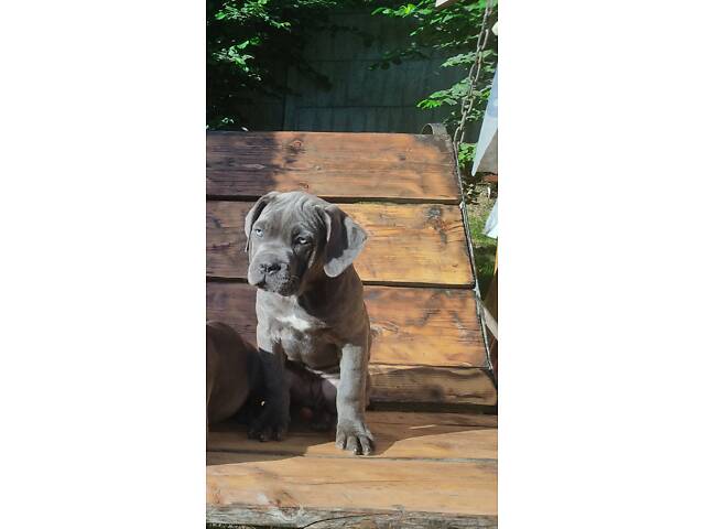 Три дівчинки Кане корсо КСУ - Фото 2