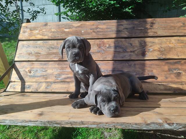 Три дівчинки Кане корсо КСУ - Фото 3