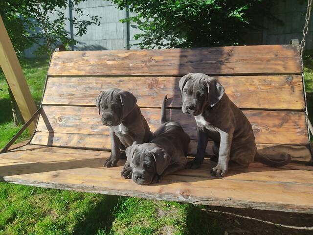 Три дівчинки Кане корсо КСУ - Фото 1