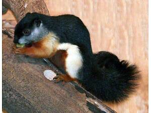 Триколірна білка Превоста, білочка азійська рідкісна