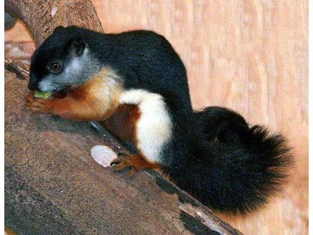 Триколірна білка Превоста, білочка азійська рідкісна - Фото 1