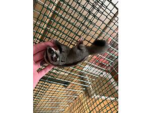 Цукровий посум( білка летяга)