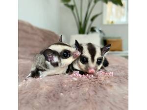 Цукровий поссум (білка-летяга), сахарна білка, білка з Мадагаскару, літаюча білка, ручка.