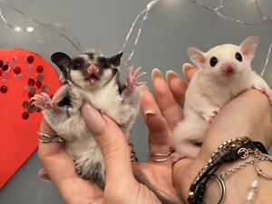 Цукровий поссум, білка летяга, цукрова білочка