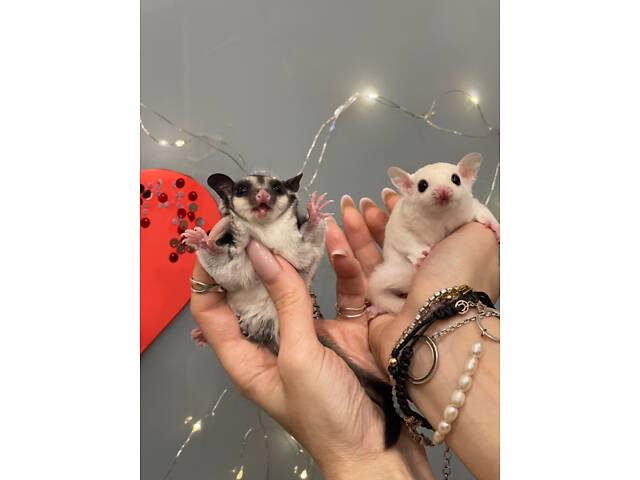 Цукровий поссум, білка летяга, цукрова білочка - Фото 1