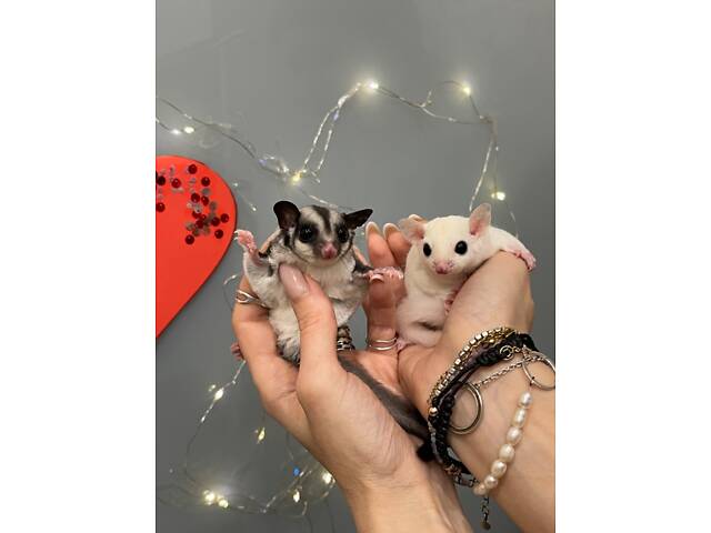 Цукровий поссум, білка летяга, цукрова білочка - Фото 2