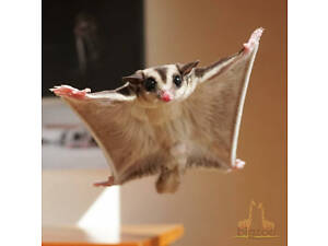 Цукровий поссум (білка летяга)