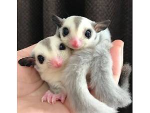 Цукровий поссум, летяга, сахарний поссум