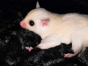 Цукровий поссум, летяга, сумчаста.