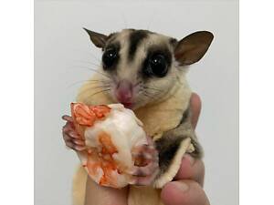 Цукровий поссум, тваринка що літає, ручна білка летяга