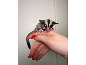 Цукровий посум, білка летяга, сумчаста білочка