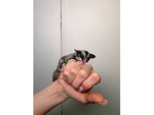 Цукровий посум, цукрова білочка, білочка летяга