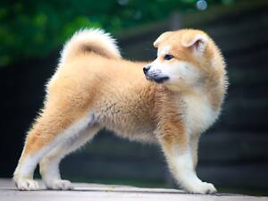 Цуценя Акіта Іну, 2 місяці, щенок Акита Ину 2 месяца