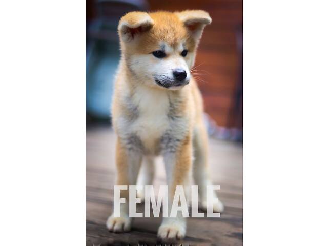 Цуценя Акіта Іну, 2 місяці, щенок Акита Ину 2 месяца - Фото 2