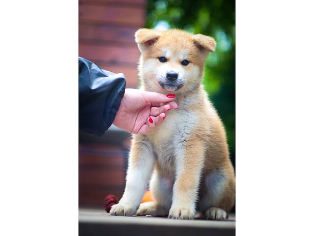 Цуценя Акіта Іну, 2 місяці, щенок Акита Ину 2 месяца - Фото 3