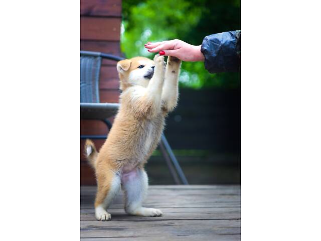 Цуценя Акіта Іну, 2 місяці, щенок Акита Ину 2 месяца - Фото 4