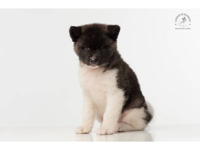 Цуценя акіти найвищої якості. - Фото 2